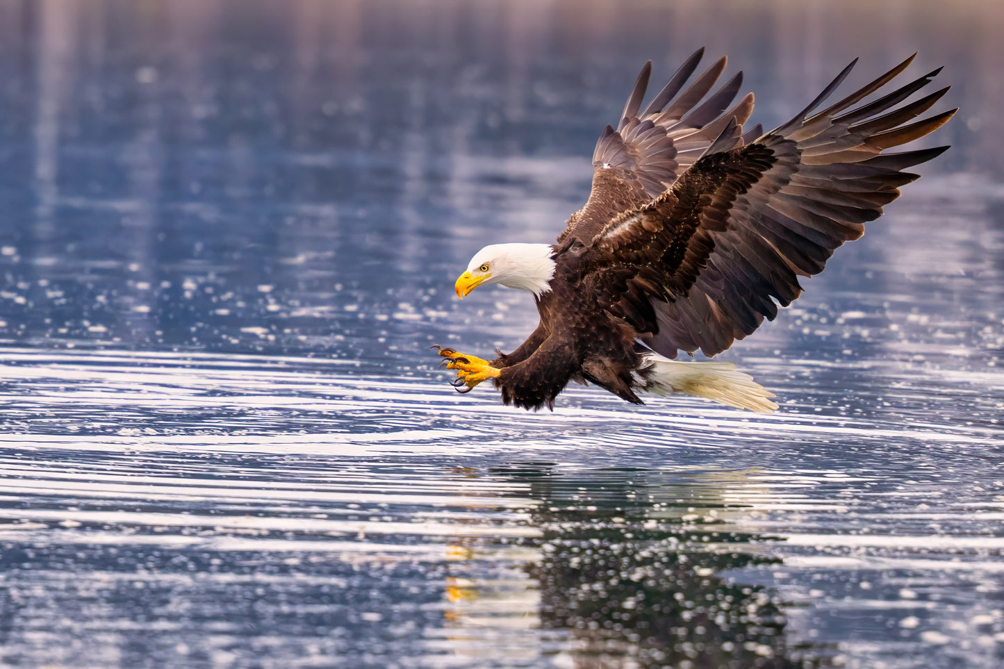 Eagles at Harrison Hot Springs | November 5 - 7, 2025 | Activity Level 2