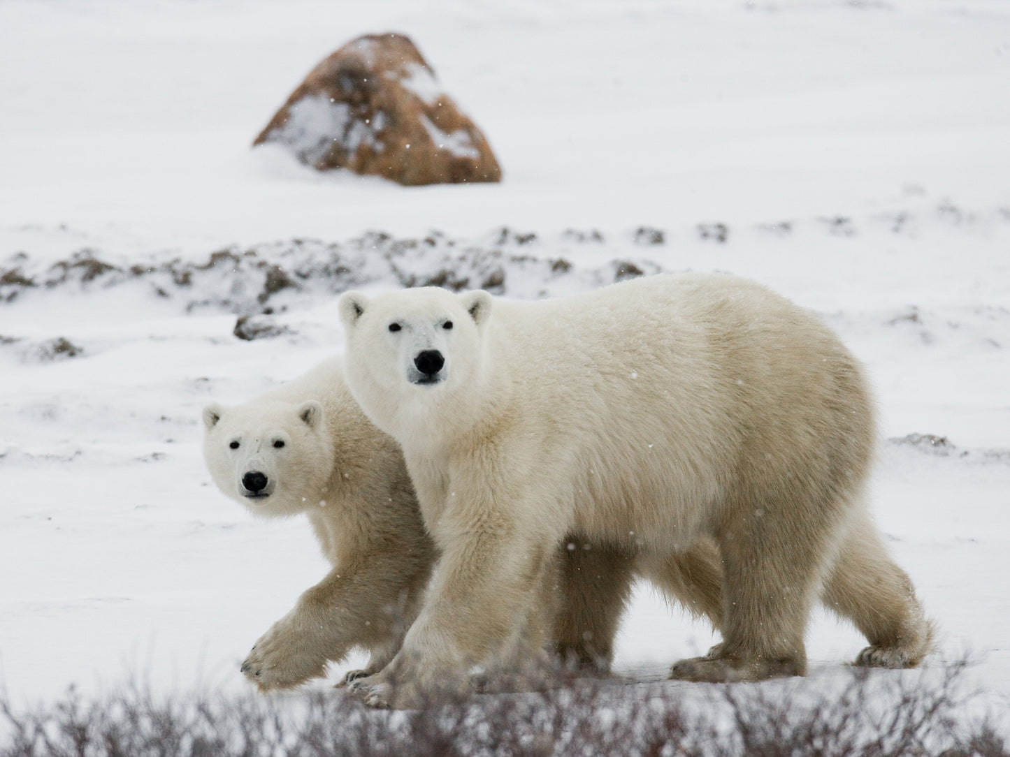 Polar Bears of Churchill | November 4 - 9 | Activity Level 2 | Booking deadline March 31