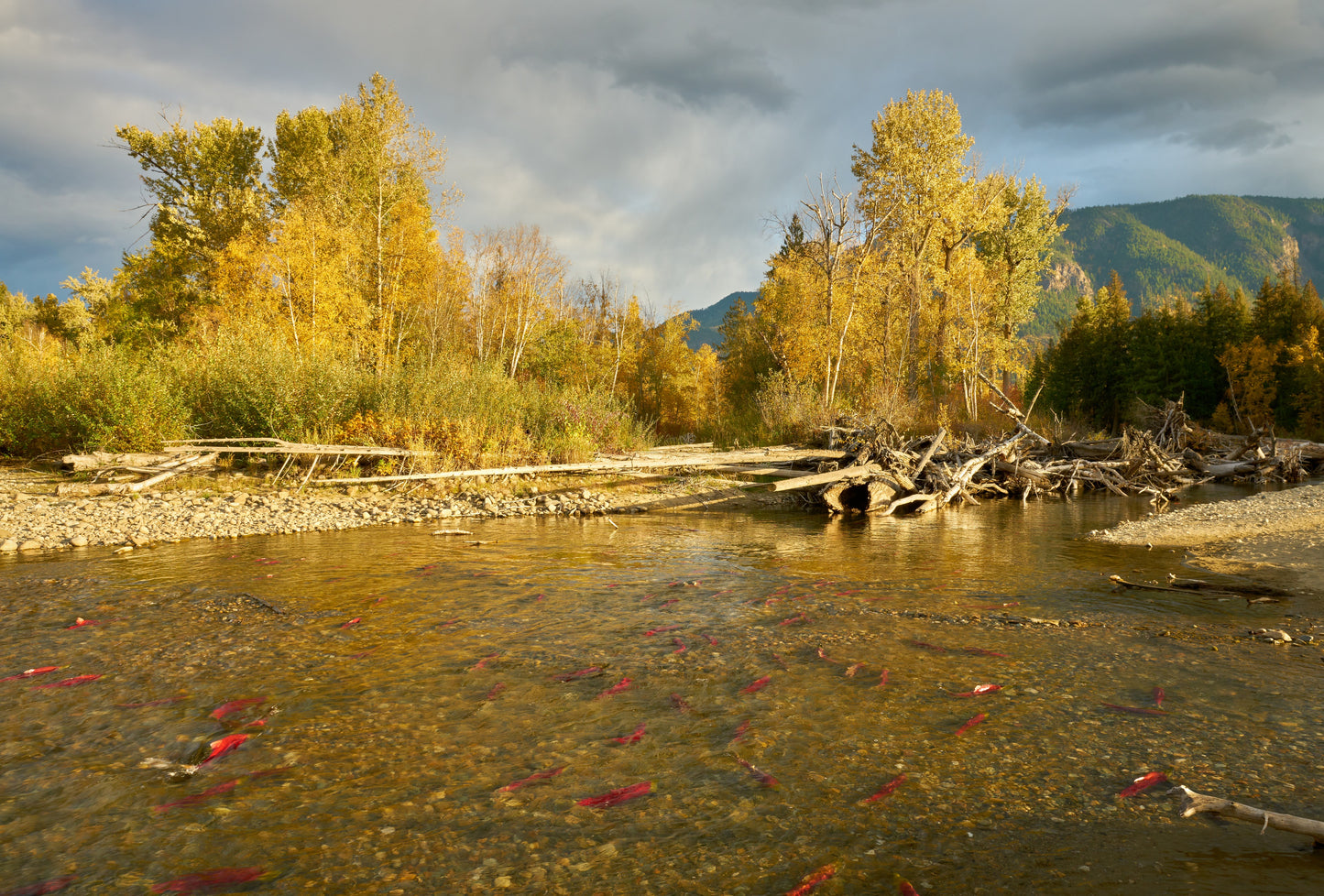Adams River Salmon Run | October 19 - 21 | Activity Level 2