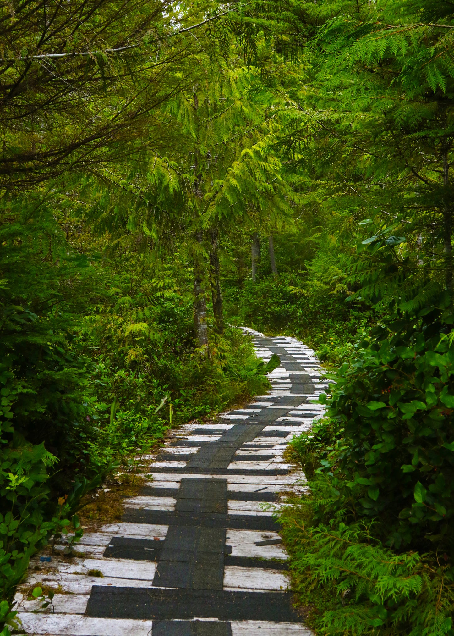 Haida Gwaii | July 3 - 9, 18 - 24, August 7 - 13, 2026 | Activity Level 3