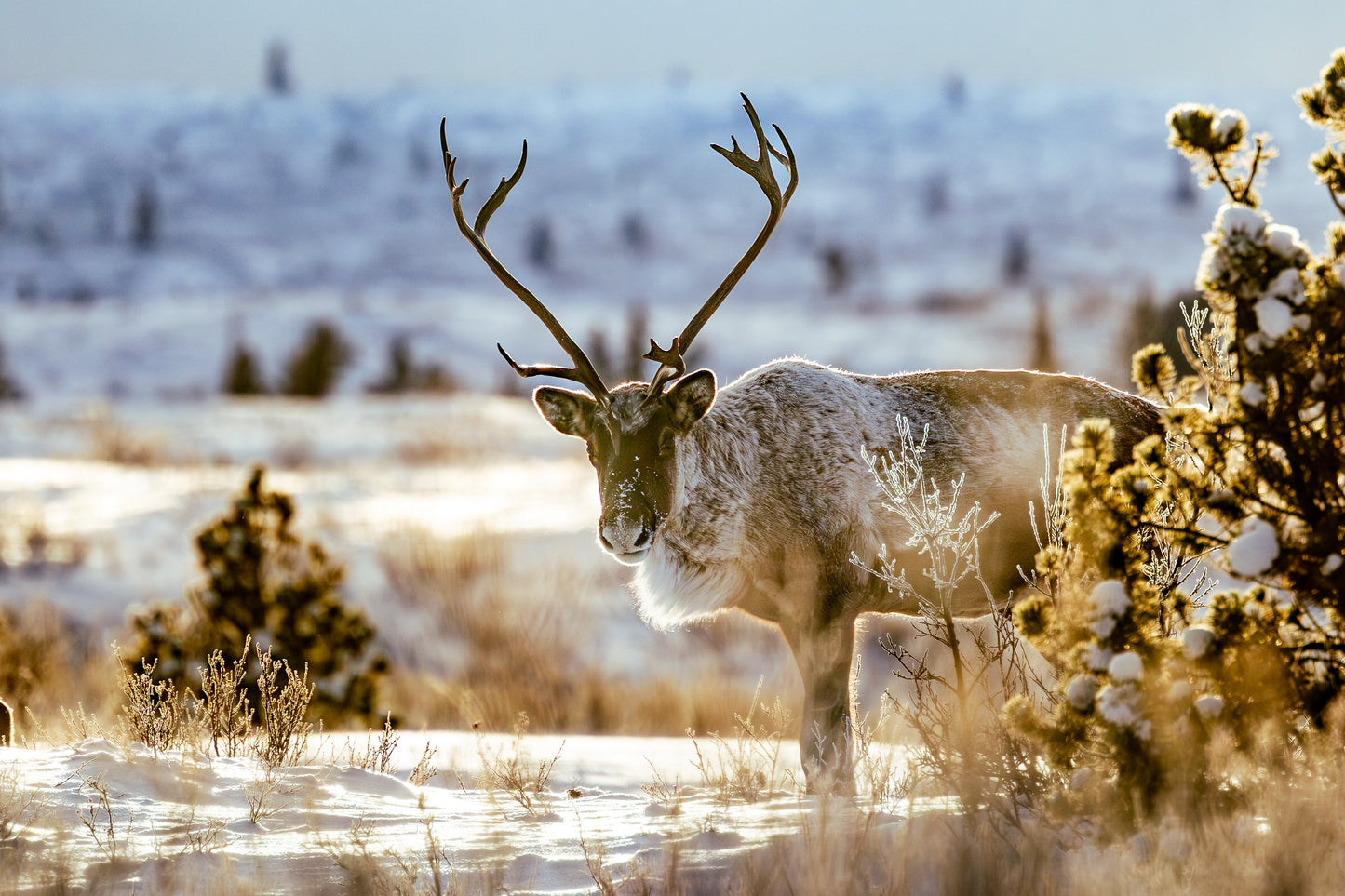 Yukon's Northern Lights | February 18 - 22, 2027 | Activity Level 2