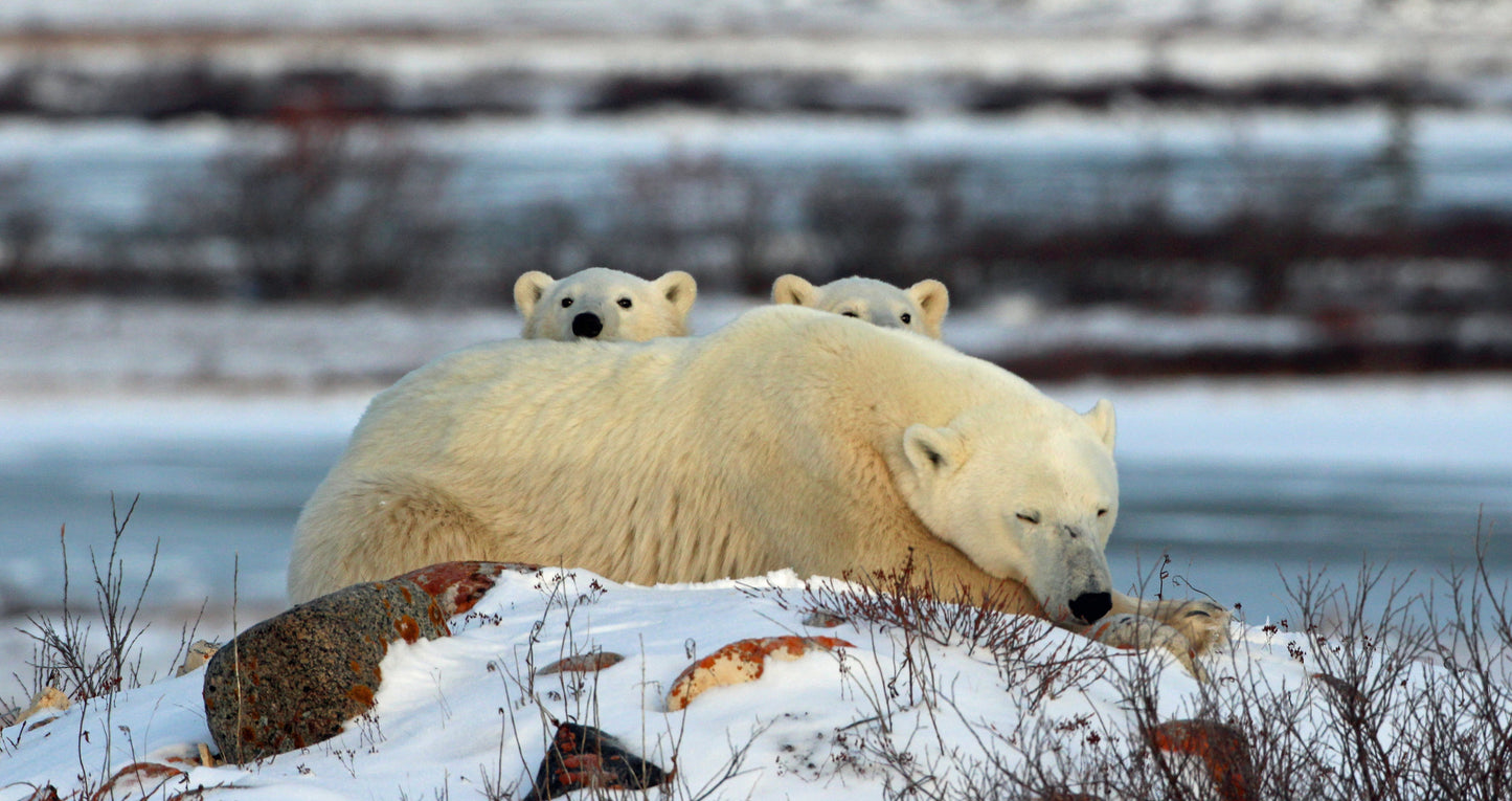 Polar Bears of Churchill | November 4 - 9 | Activity Level 2 | Booking deadline March 31