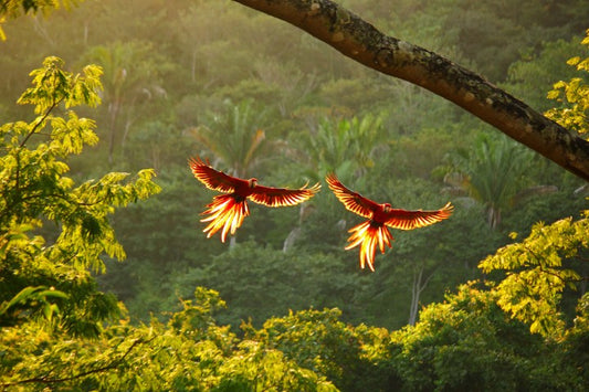 Tropical Costa Rica with Collette Tours | November 16- 24 | Activity Level 4