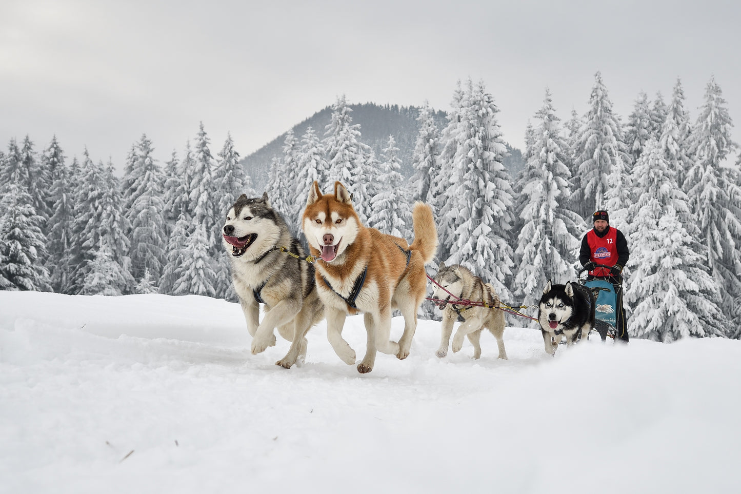 Yukon's Northern Lights | February 18 - 22, 2027 | Activity Level 2