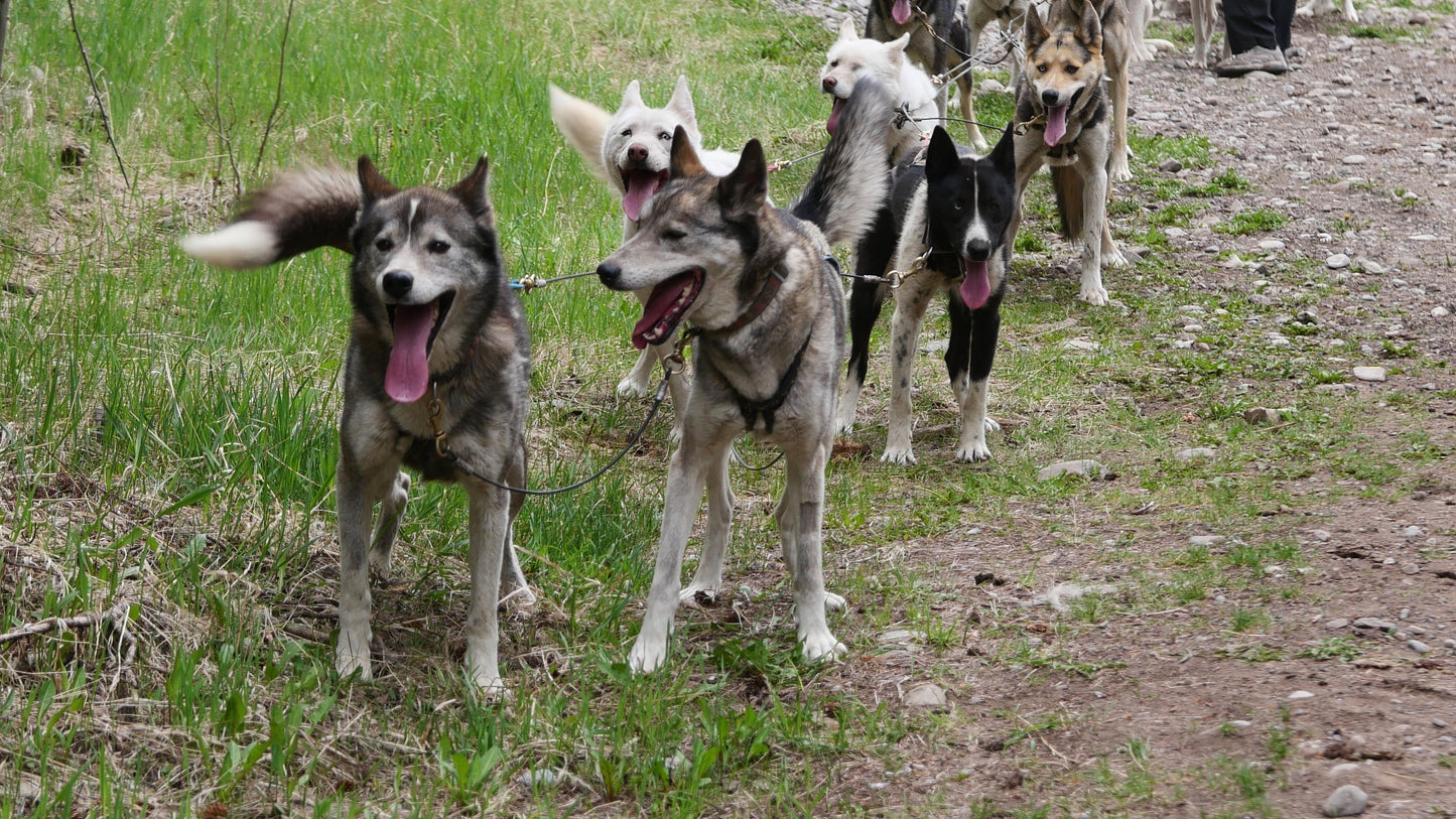 Yukon & the NWT | July 23 - August 3, 2026 | Activity Level 3