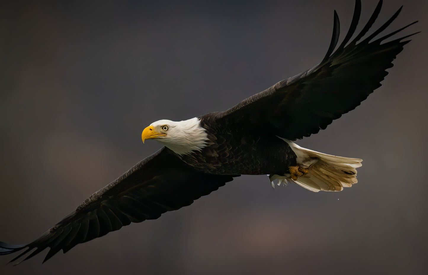 Eagles at Harrison Hot Springs | November 25 - 27, 2026 | Activity Level 2