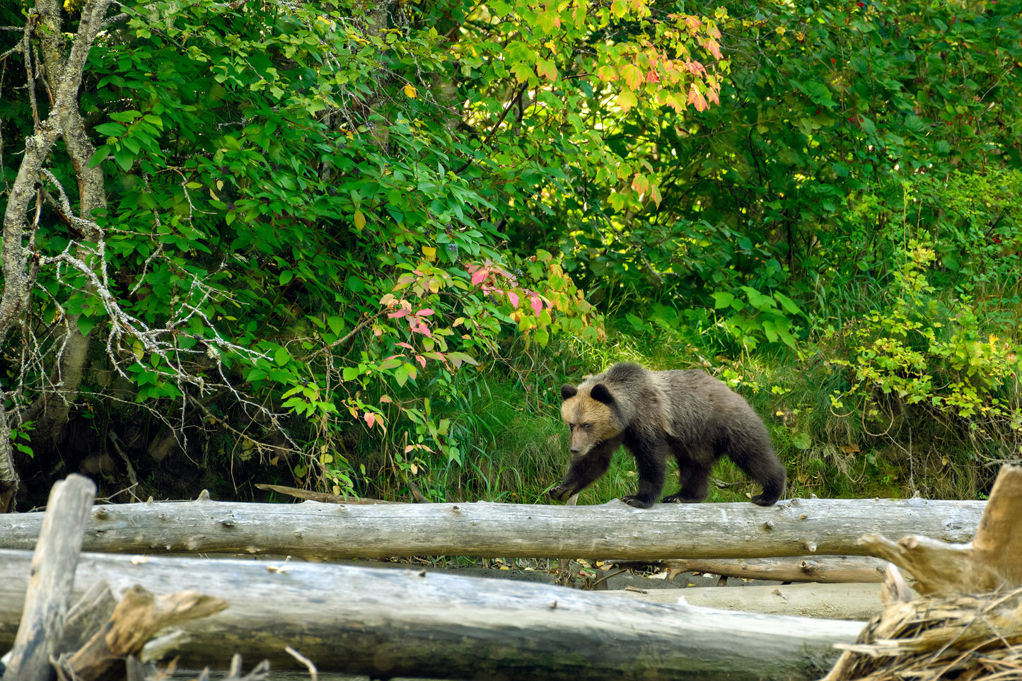 Discovery Coast Passage | September 18 - 22 | Activity Level 2