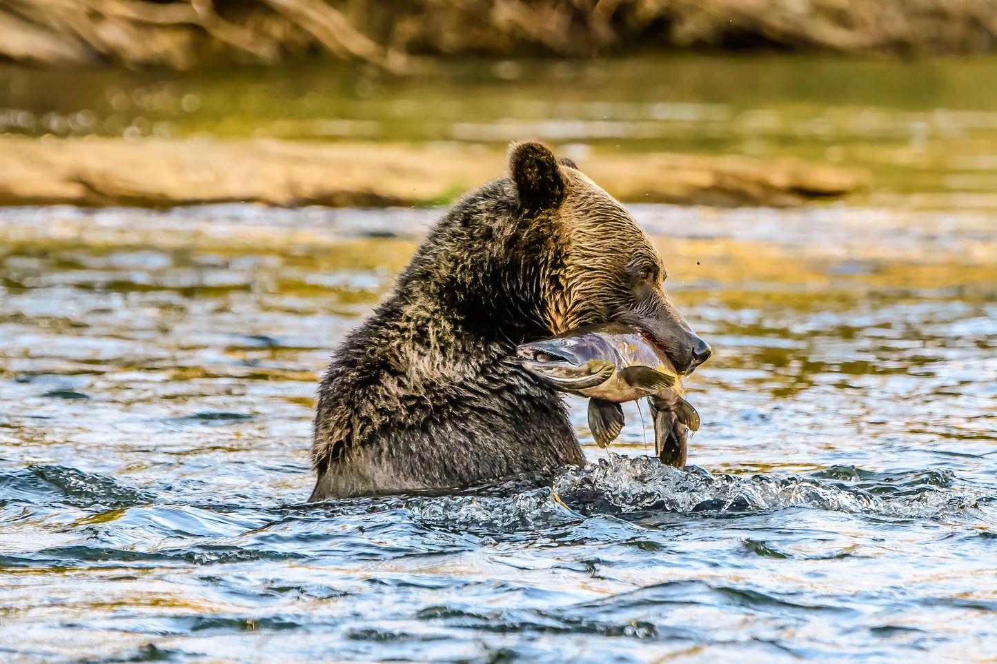BC Wildlife Adventure | August 2026 TBA | Activity Level 3