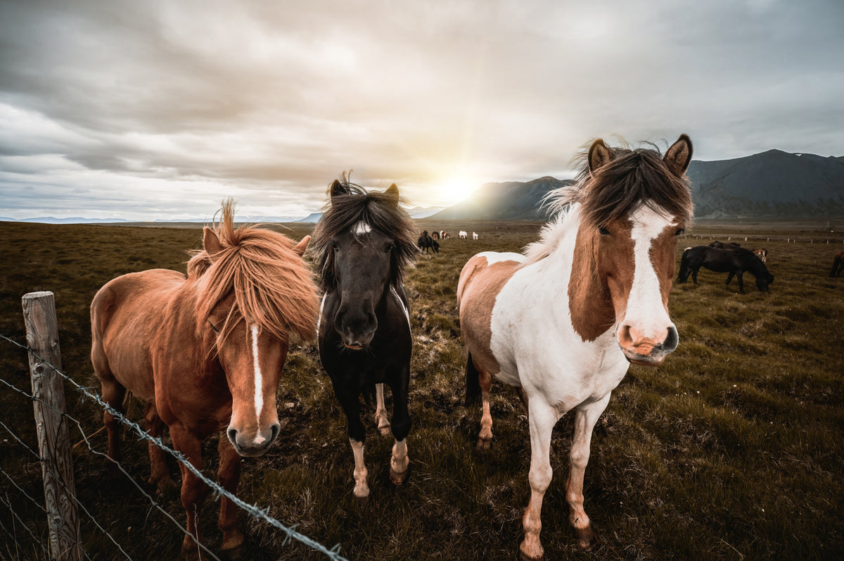 Incredible Iceland - Land of Wonders | June 15 - 24, 2027 | Activity Level 3