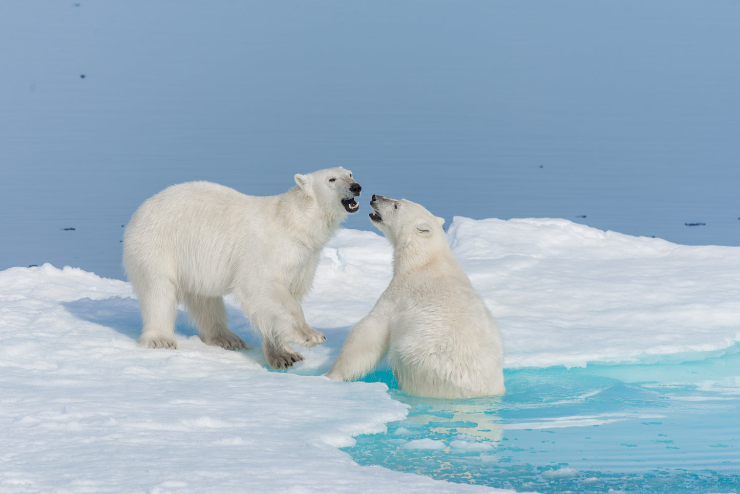 Polar Bears of Churchill | November 4 - 9 | Activity Level 2 | Booking deadline March 31