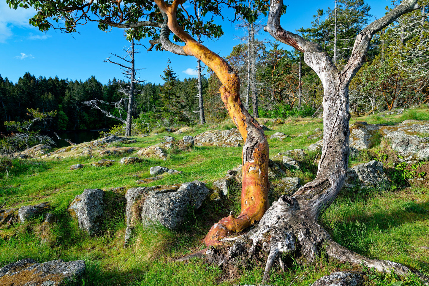 Explore Salt Spring Island | May 11 - 14, 2026 | Activity Level 3