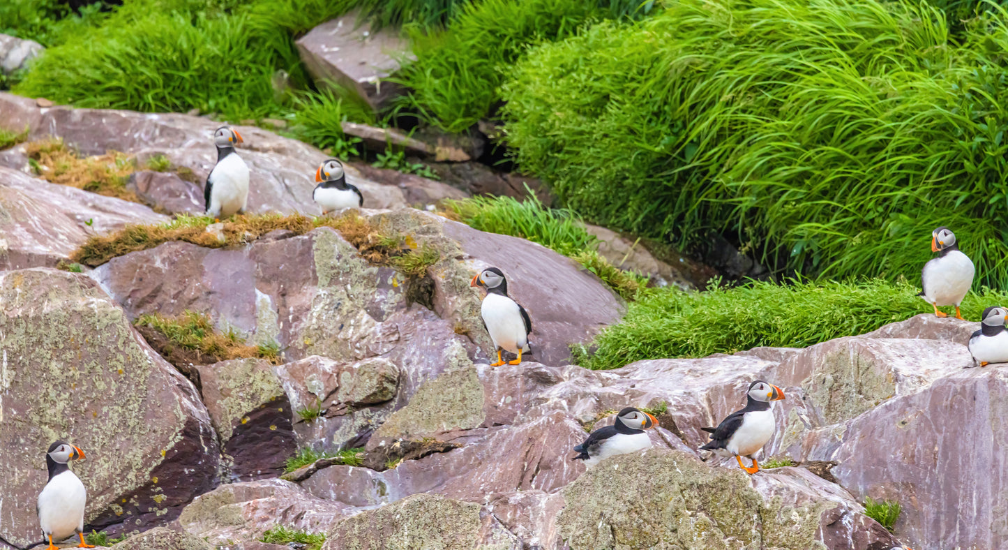 Newfoundland: An East Coast Adventure | June 8 - 23, 2027 | Activity Level 2