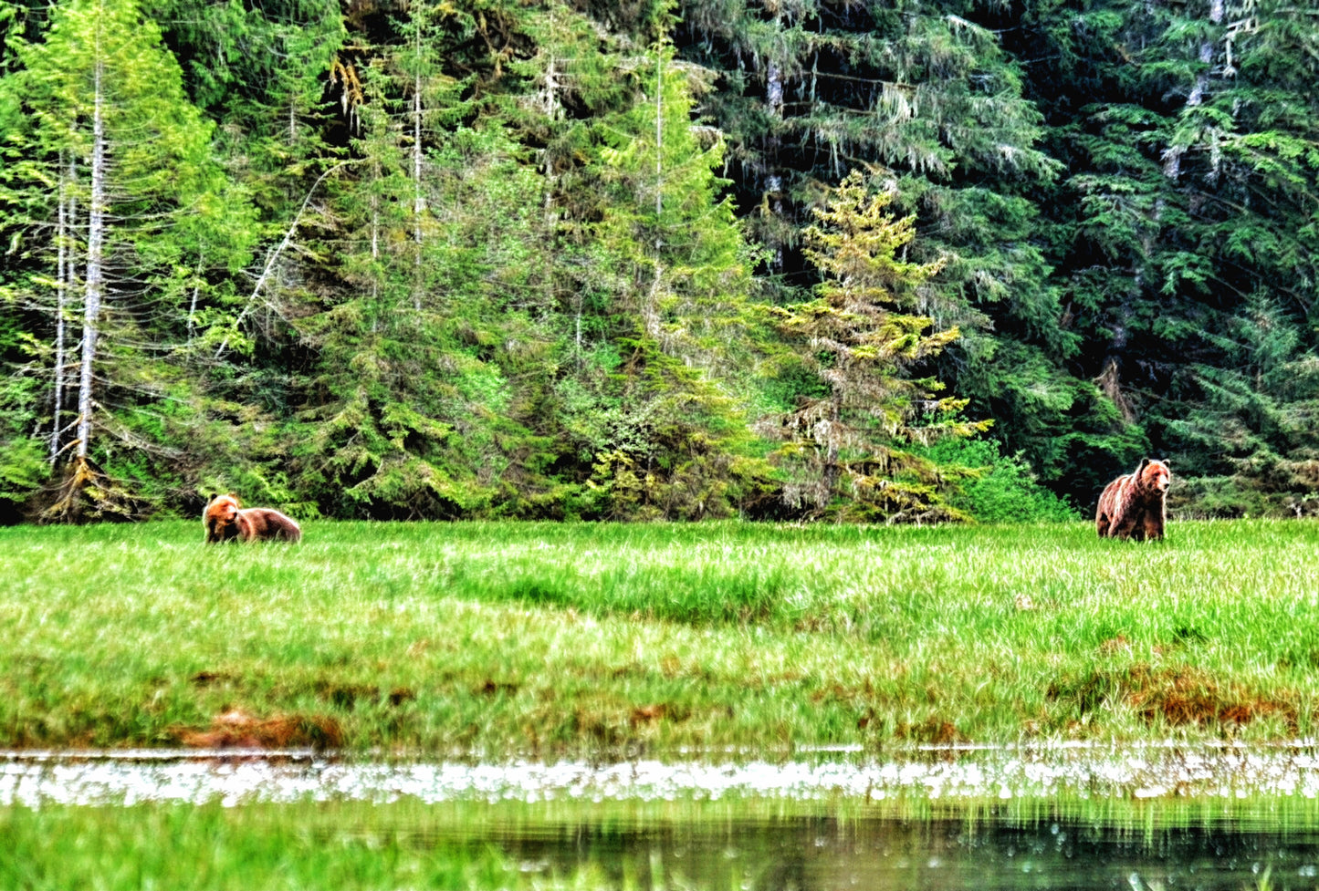 BC Wildlife Adventure | August 2026 TBA | Activity Level 3