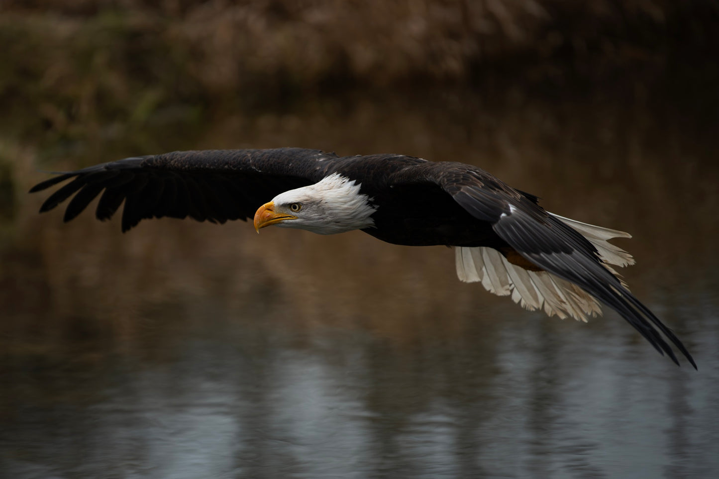 Eagles at Harrison Hot Springs | November 5 - 7, 2025 | Activity Level 2