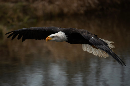 Eagles at Harrison Hot Springs | November 5 - 7, 2025 | Activity Level 2