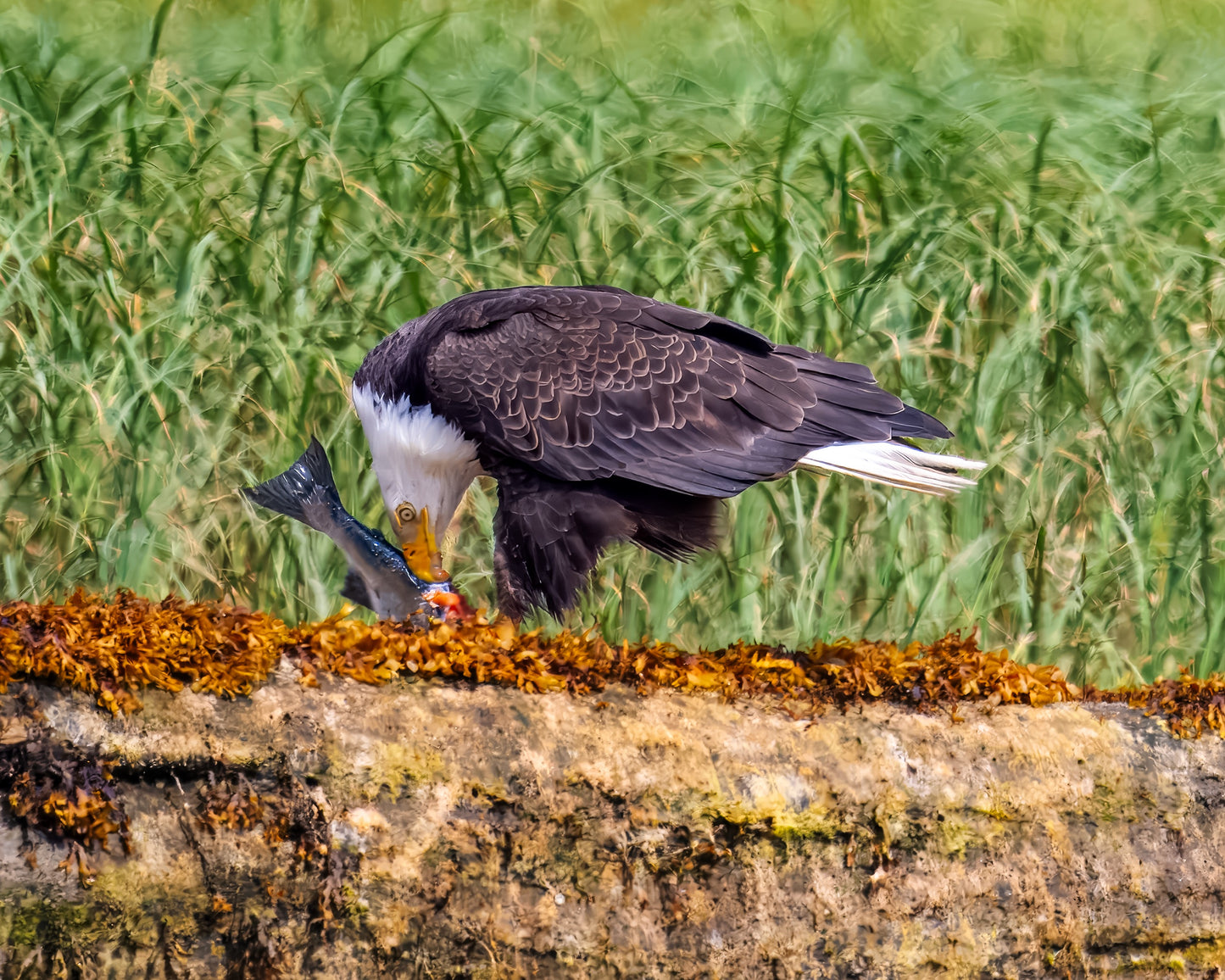 BC Wildlife Adventure | August 2026 TBA | Activity Level 3