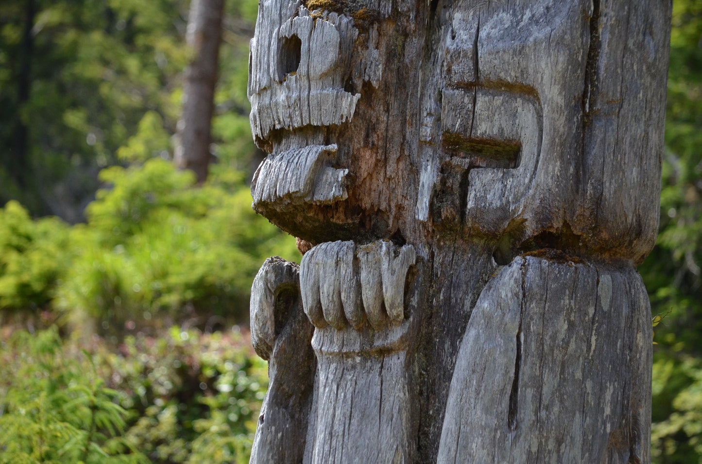 Haida Gwaii | July 3 - 9, 18 - 24, August 7 - 13, 2026 | Activity Level 3