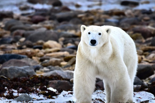Polar Bears of Churchill | November 4 - 9 | Activity Level 2