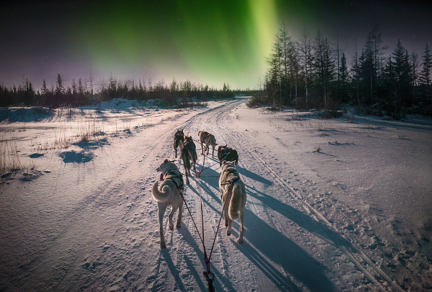 Yukon's Northern Lights | February 18 - 22, 2026 | Activity Level 2