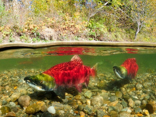 Adams River Salmon Run | October 26 - 28 | Activity Level 2